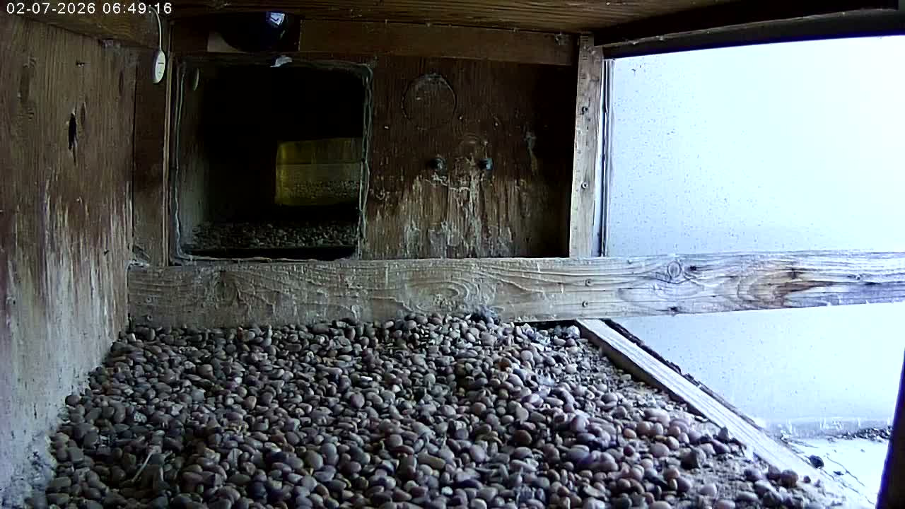 Manhester, NH, Falcon Life Live Cam - Manchester, Hillsborough, New Hampshire, USA