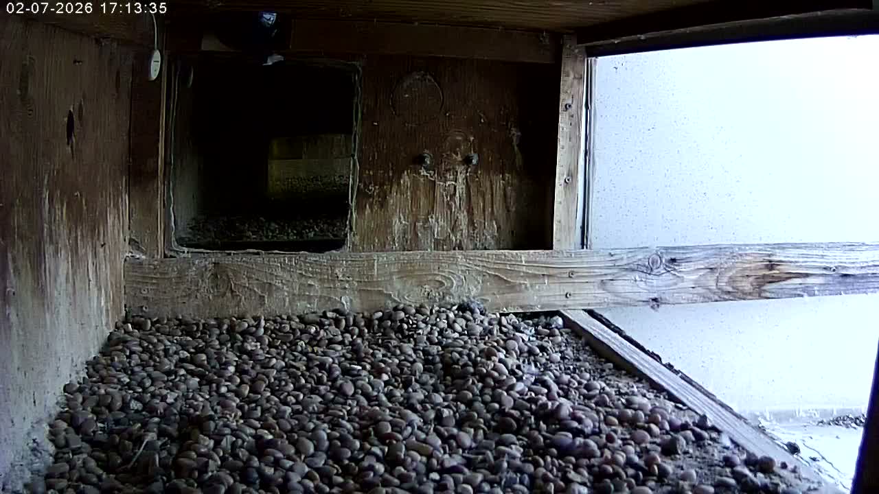 Manhester, NH, Falcon Life Live Cam - Manchester, Hillsborough, New Hampshire, USA
