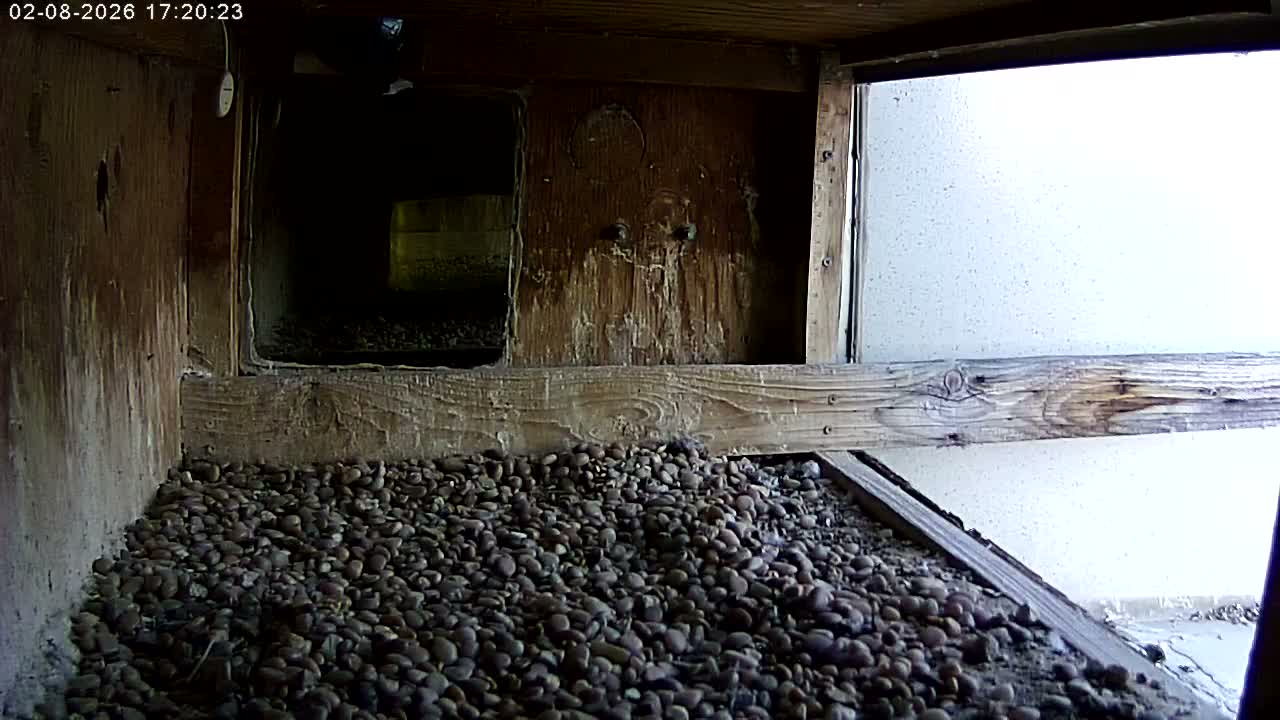 Manhester, NH, Falcon Life Live Cam - Manchester, Hillsborough, New Hampshire, USA