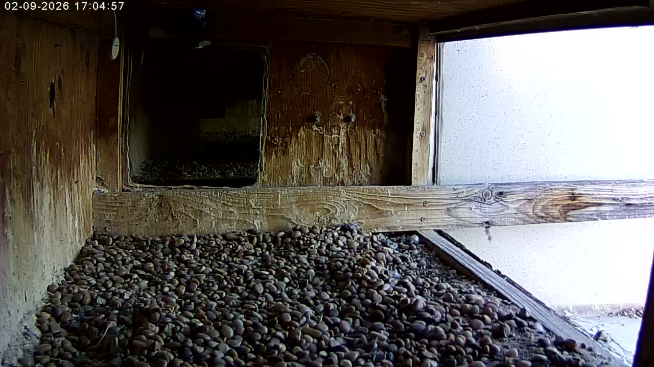 Manhester, NH, Falcon Life Live Cam - Manchester, Hillsborough, New Hampshire, USA