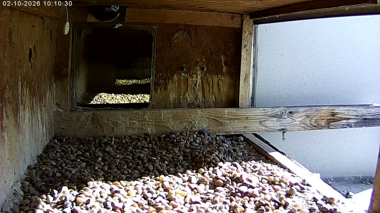 Manhester, NH, Falcon Life Live Cam - Manchester, Hillsborough, New Hampshire, USA