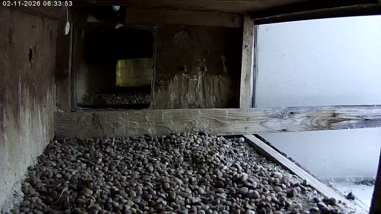 Manhester, NH, Falcon Life Live Cam - Manchester, Hillsborough, New Hampshire, USA