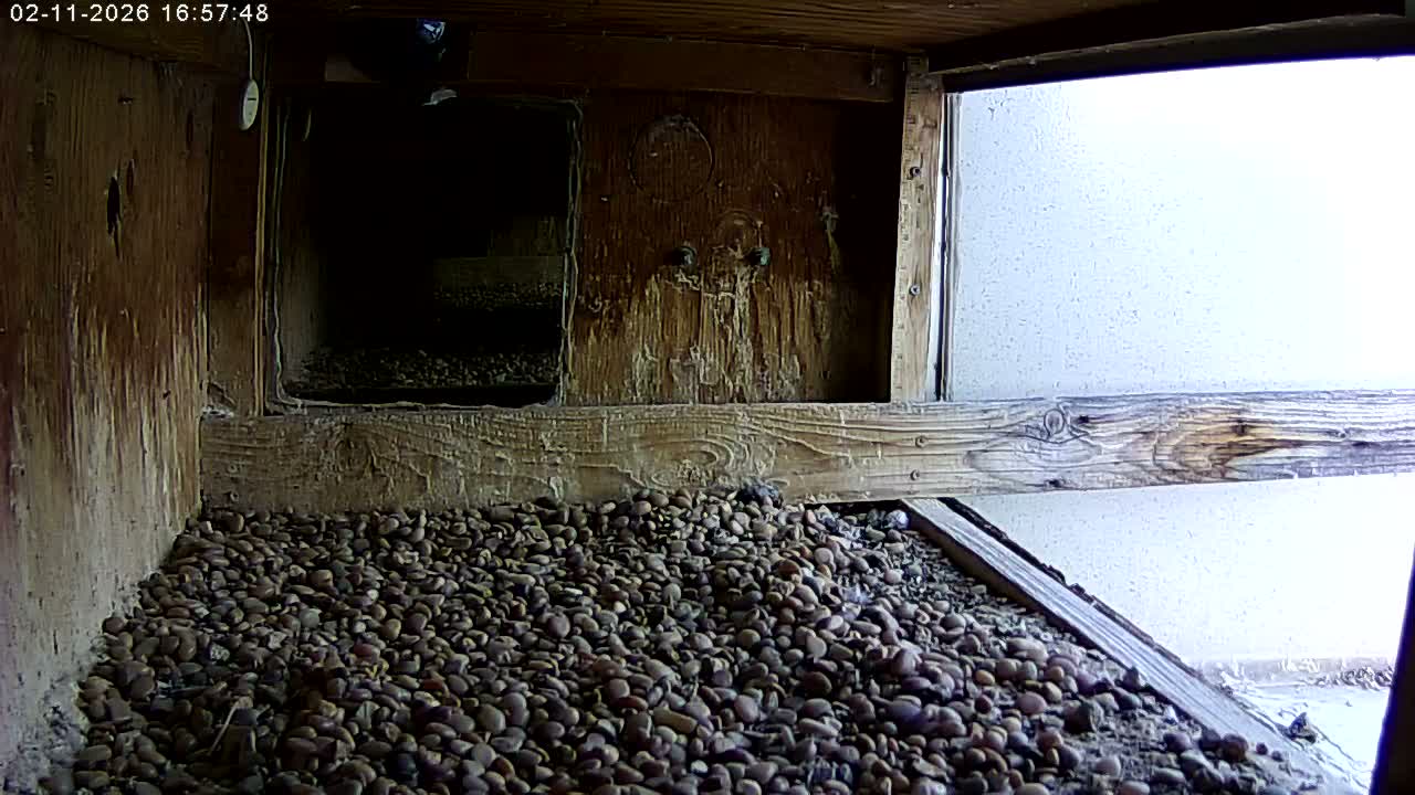 Manhester, NH, Falcon Life Live Cam - Manchester, Hillsborough, New Hampshire, USA
