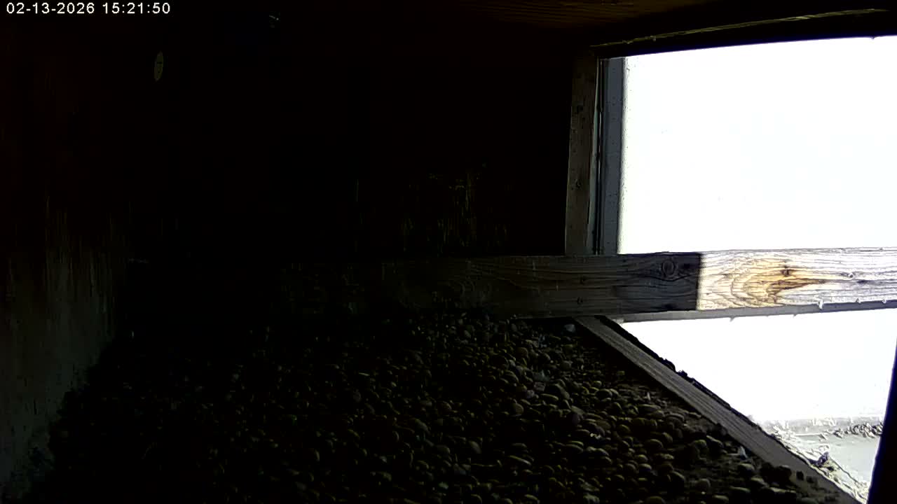 Manhester, NH, Falcon Life Live Cam - Manchester, Hillsborough, New Hampshire, USA