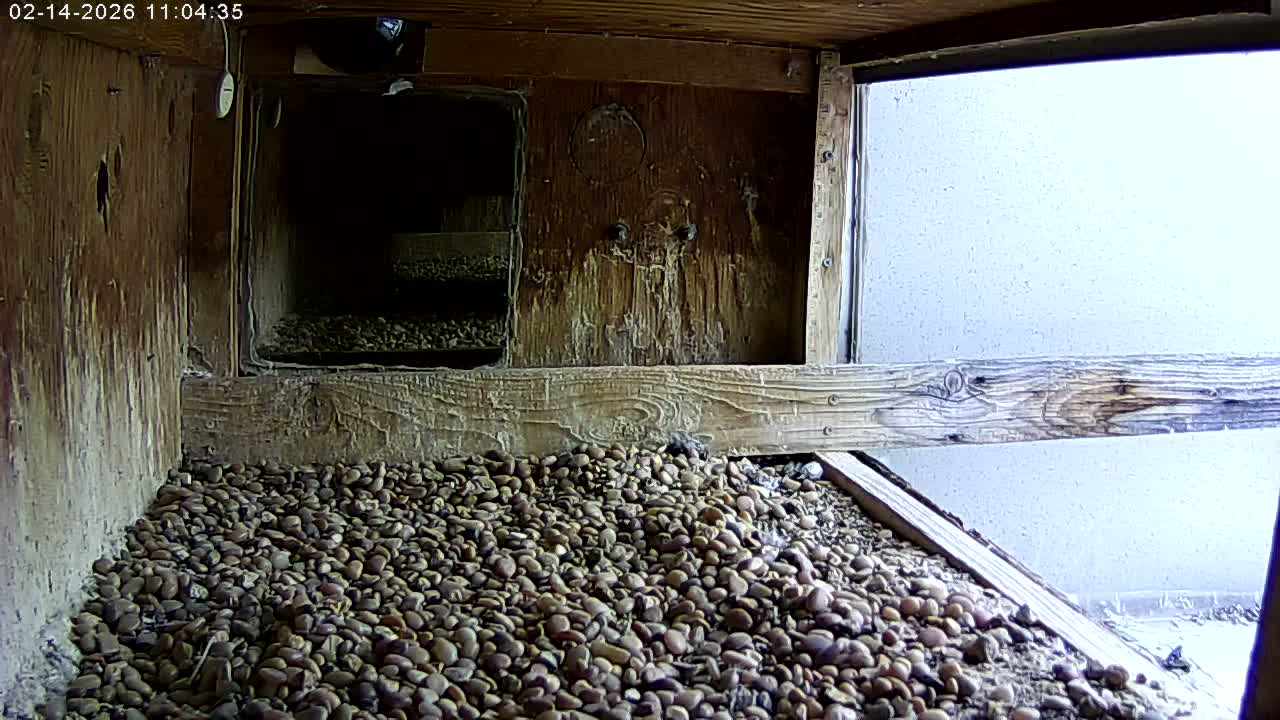 Manhester, NH, Falcon Life Live Cam - Manchester, Hillsborough, New Hampshire, USA