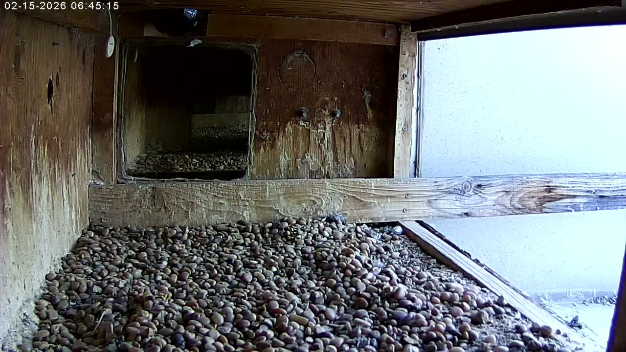 Manhester, NH, Falcon Life Live Cam - Manchester, Hillsborough, New Hampshire, USA