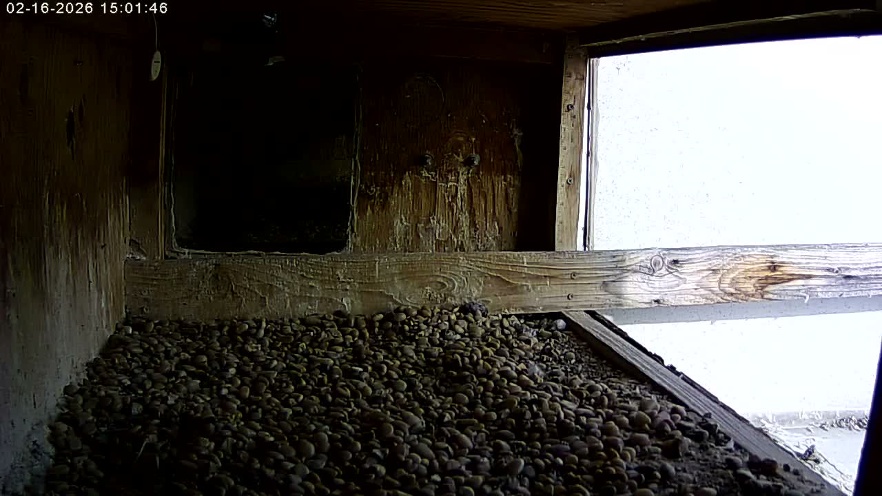 Manhester, NH, Falcon Life Live Cam - Manchester, Hillsborough, New Hampshire, USA
