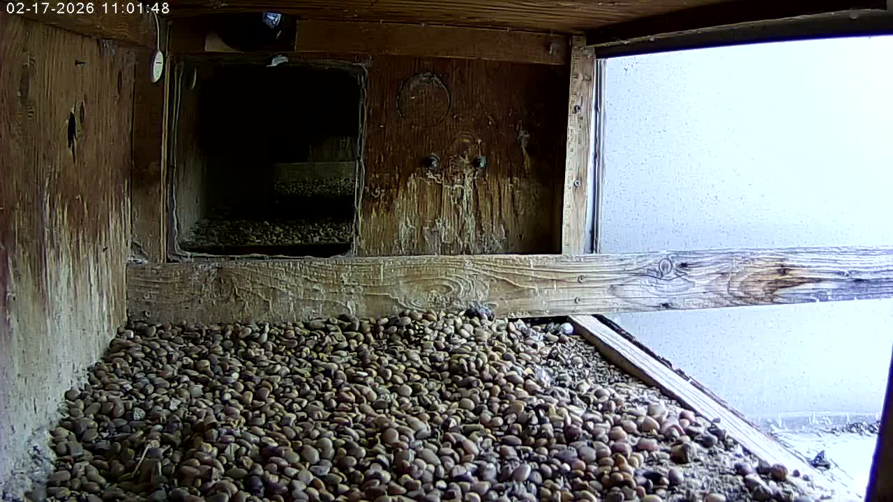 Manhester, NH, Falcon Life Live Cam - Manchester, Hillsborough, New Hampshire, USA