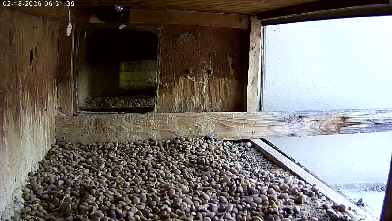 Manhester, NH, Falcon Life Live Cam - Manchester, Hillsborough, New Hampshire, USA