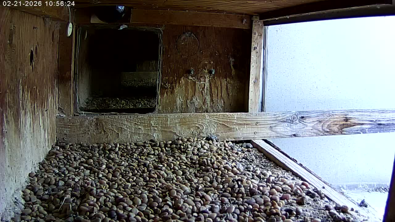 Manhester, NH, Falcon Life Live Cam - Manchester, Hillsborough, New Hampshire, USA
