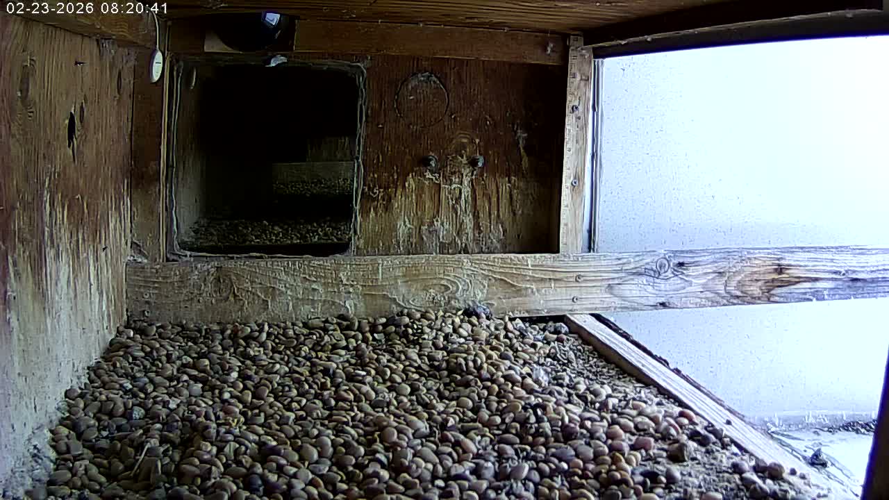 Manhester, NH, Falcon Life Live Cam - Manchester, Hillsborough, New Hampshire, USA