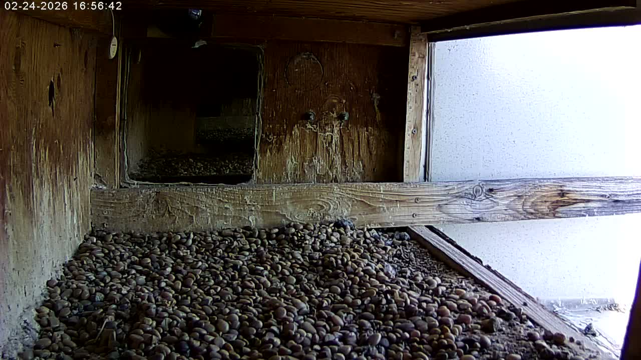 Manhester, NH, Falcon Life Live Cam - Manchester, Hillsborough, New Hampshire, USA