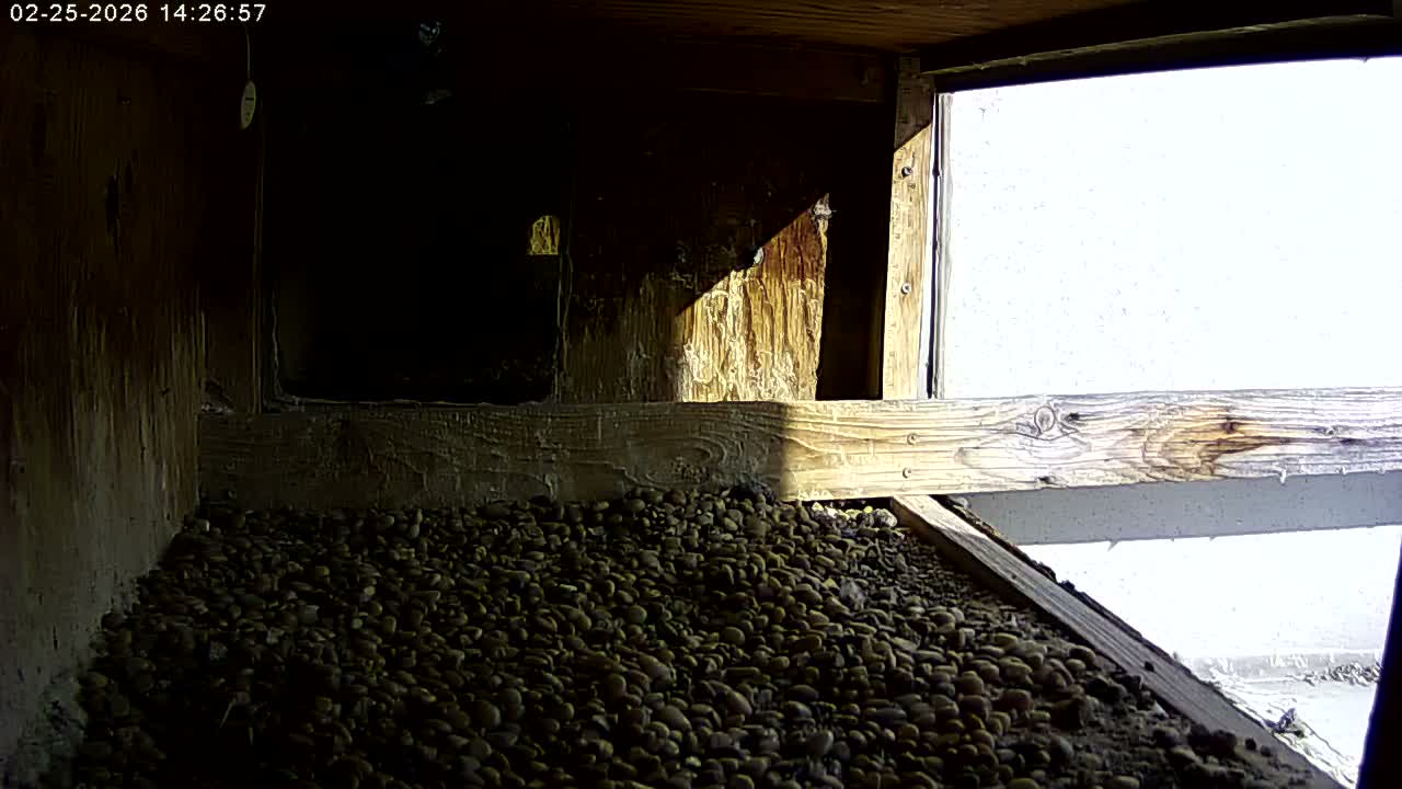 Manhester, NH, Falcon Life Live Cam - Manchester, Hillsborough, New Hampshire, USA
