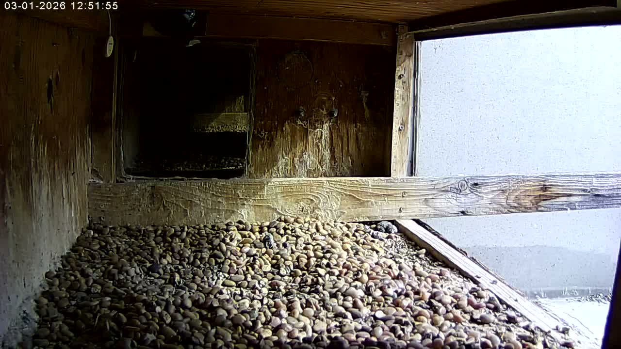Manhester, NH, Falcon Life Live Cam - Manchester, Hillsborough, New Hampshire, USA