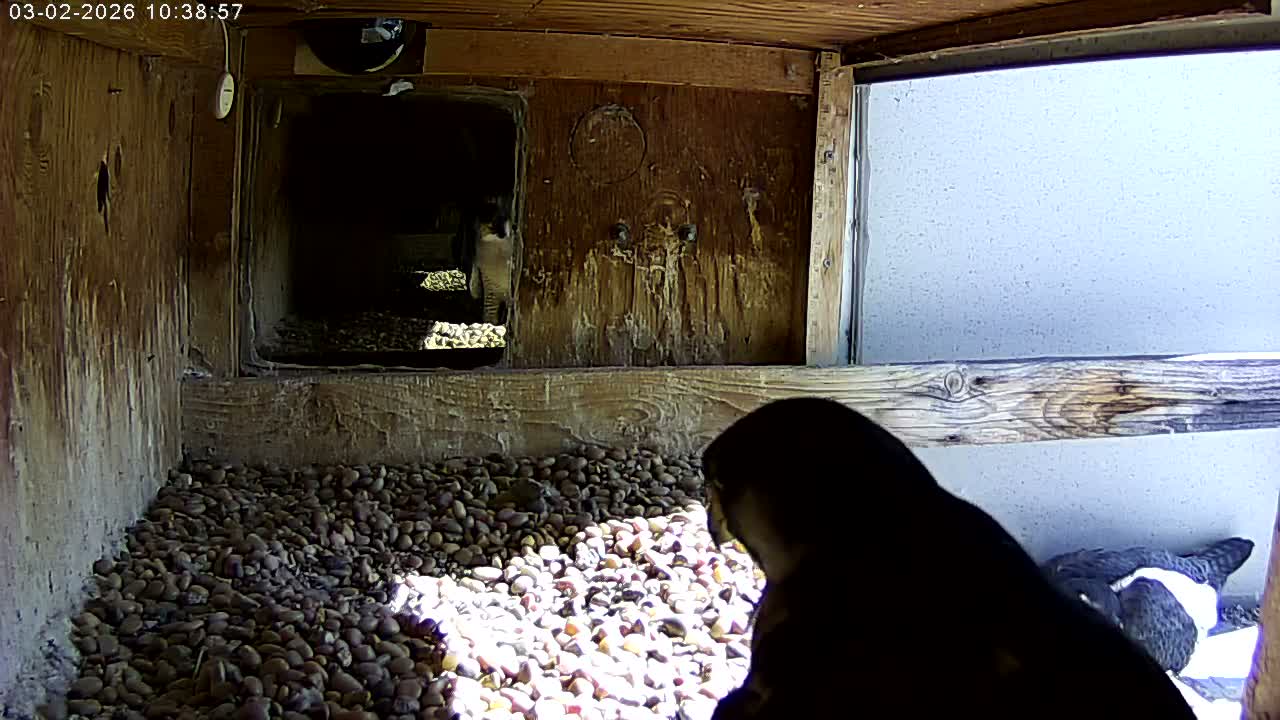 Manhester, NH, Falcon Life Live Cam - Manchester, Hillsborough, New Hampshire, USA
