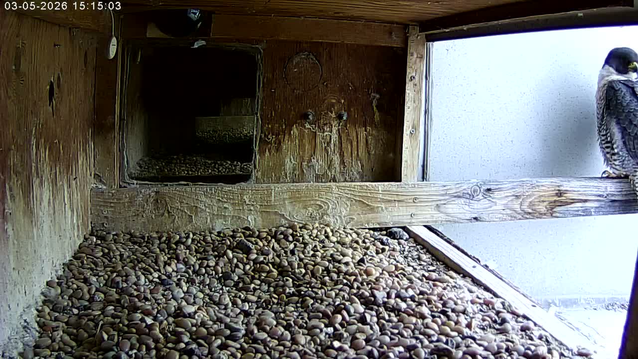 Manhester, NH, Falcon Life Live Cam - Manchester, Hillsborough, New Hampshire, USA