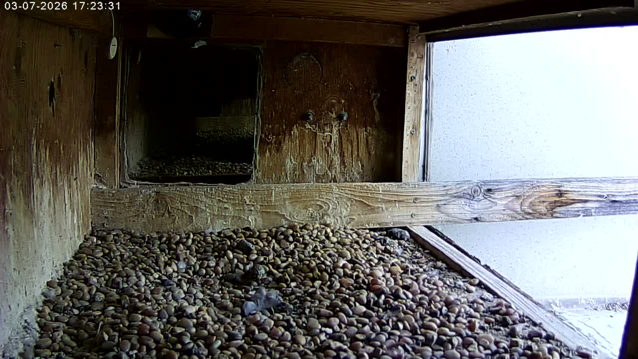 Manhester, NH, Falcon Life Live Cam - Manchester, Hillsborough, New Hampshire, USA