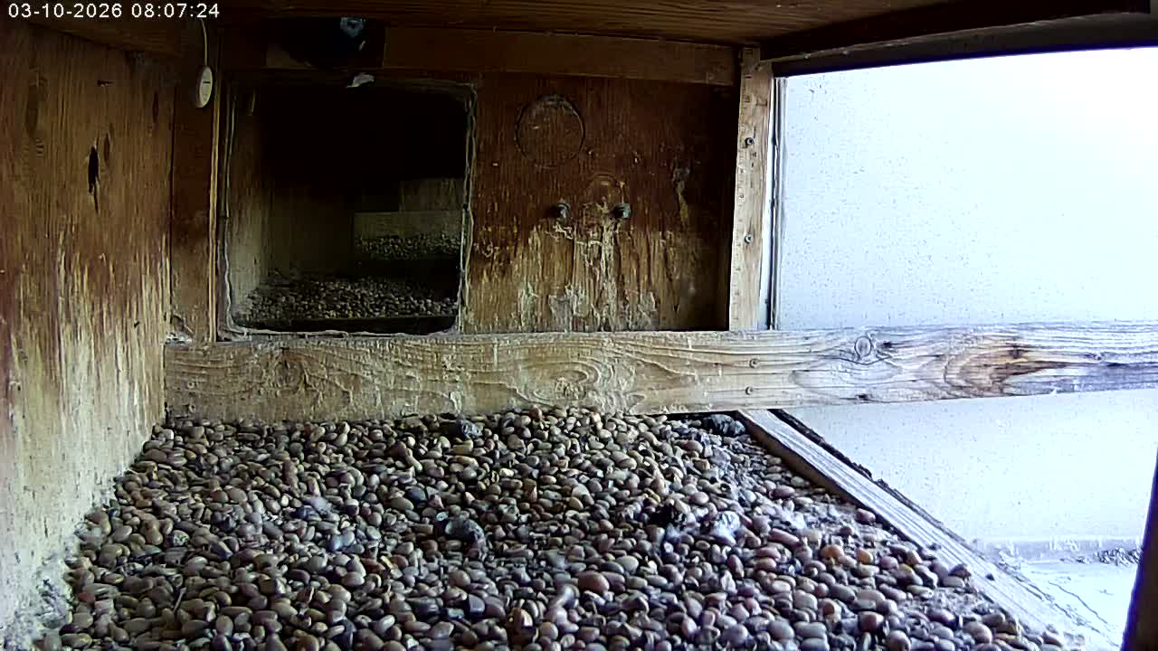Manhester, NH, Falcon Life Live Cam - Manchester, Hillsborough, New Hampshire, USA