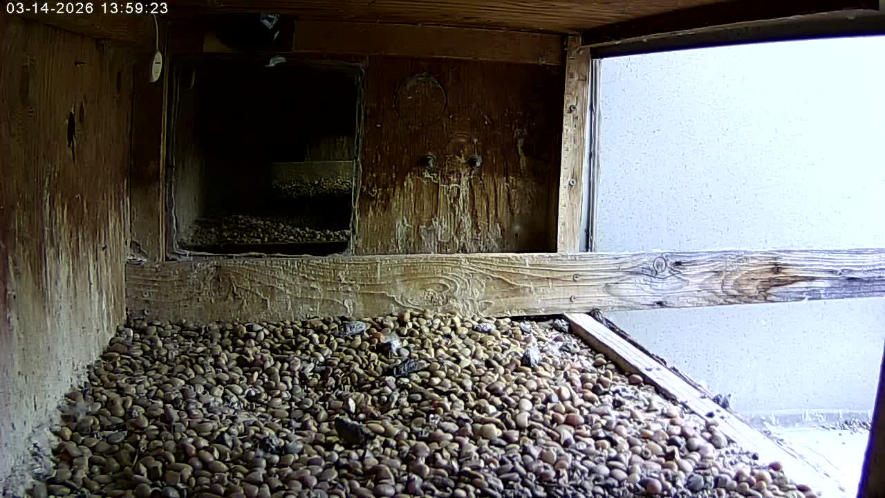 Manhester, NH, Falcon Life Live Cam - Manchester, Hillsborough, New Hampshire, USA