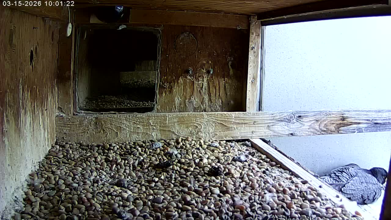 Manhester, NH, Falcon Life Live Cam - Manchester, Hillsborough, New Hampshire, USA