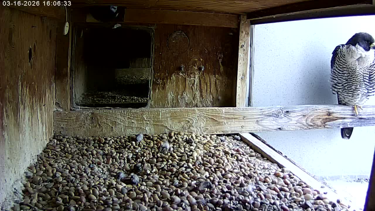 Manhester, NH, Falcon Life Live Cam - Manchester, Hillsborough, New Hampshire, USA