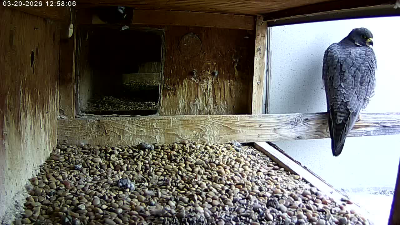 Manhester, NH, Falcon Life Live Cam - Manchester, Hillsborough, New Hampshire, USA