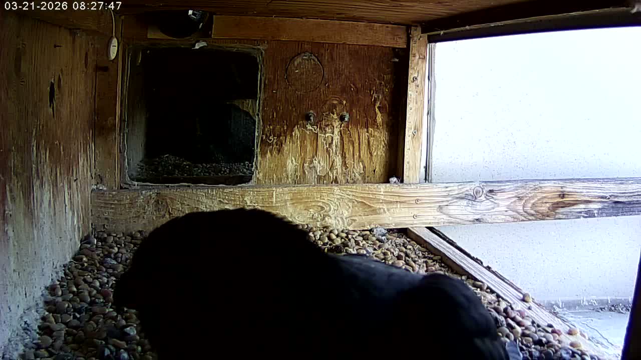Manhester, NH, Falcon Life Live Cam - Manchester, Hillsborough, New Hampshire, USA