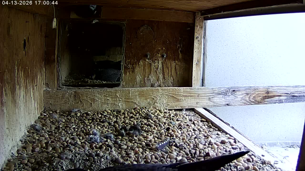 Manhester, NH, Falcon Life Live Cam - Manchester, Hillsborough, New Hampshire, USA
