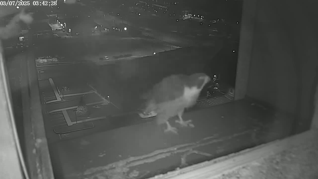 A bird of prey perches on a windowsill at night, overlooking a dark parking lot and buildings.