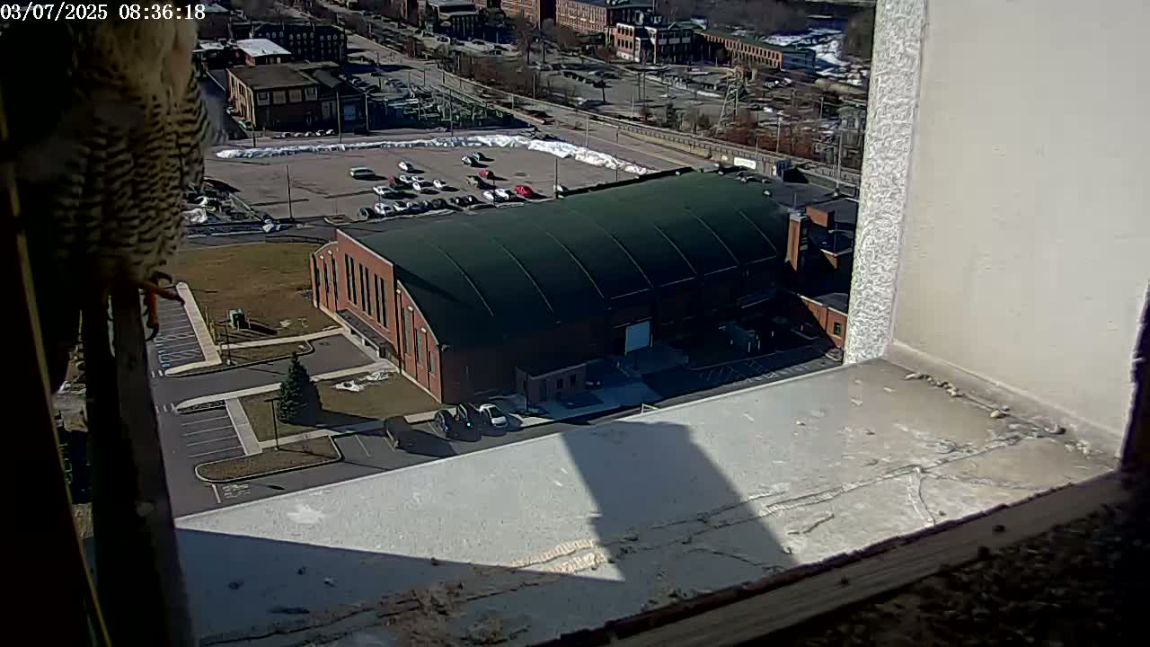 A falcon perches on a windowsill overlooking a sunny cityscape with a large building and a parking lot partially covered in snow.