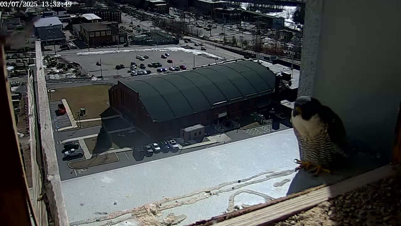 A peregrine falcon perches on a windowsill overlooking a sunny city scene with a large building and parking lot.