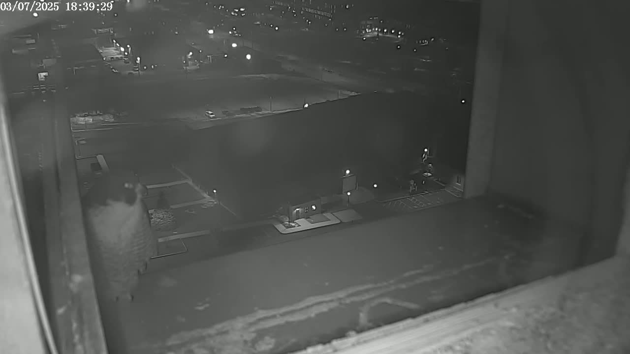 A nighttime, low-light view from a window shows a bird perched on a ledge overlooking a snow-covered parking lot and buildings.