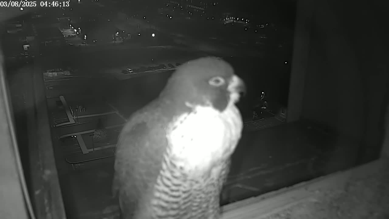 A peregrine falcon is perched on a windowsill at night, overlooking a dimly lit cityscape.