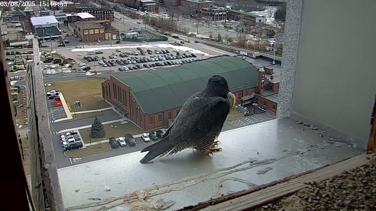 A peregrine falcon is perched on a windowsill overlooking a city with a large parking lot and a brick building under a partly cloudy sky.