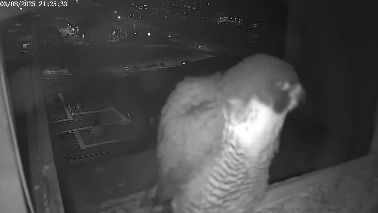 A peregrine falcon is perched on a window ledge at night, overlooking a city with dimly lit streets and buildings.