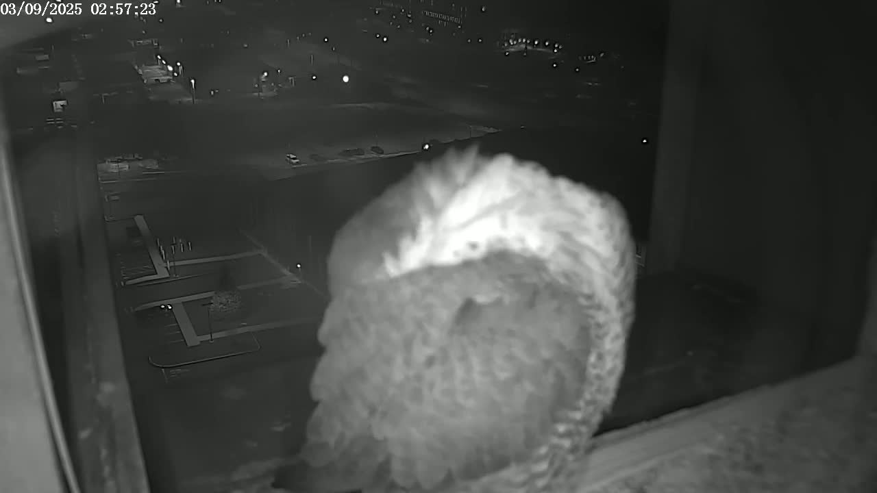 A fluffy owl sits at a window at night, overlooking a dark parking lot with a few distant lights.
