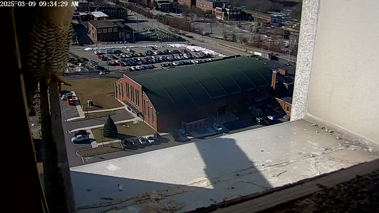 A bird perches on a windowsill overlooking a large brick building with a green roof, a parking lot with cars, and a partly snowy landscape under sunny skies.
