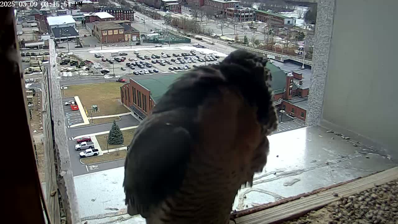 A dark-colored bird of prey is perched on a windowsill overlooking a city parking lot with patchy snow on the ground.