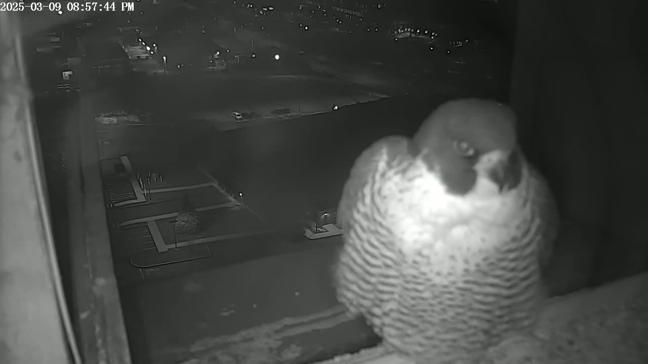 A peregrine falcon is perched on a windowsill at night, overlooking a dark, snow-covered parking lot and distant city lights.