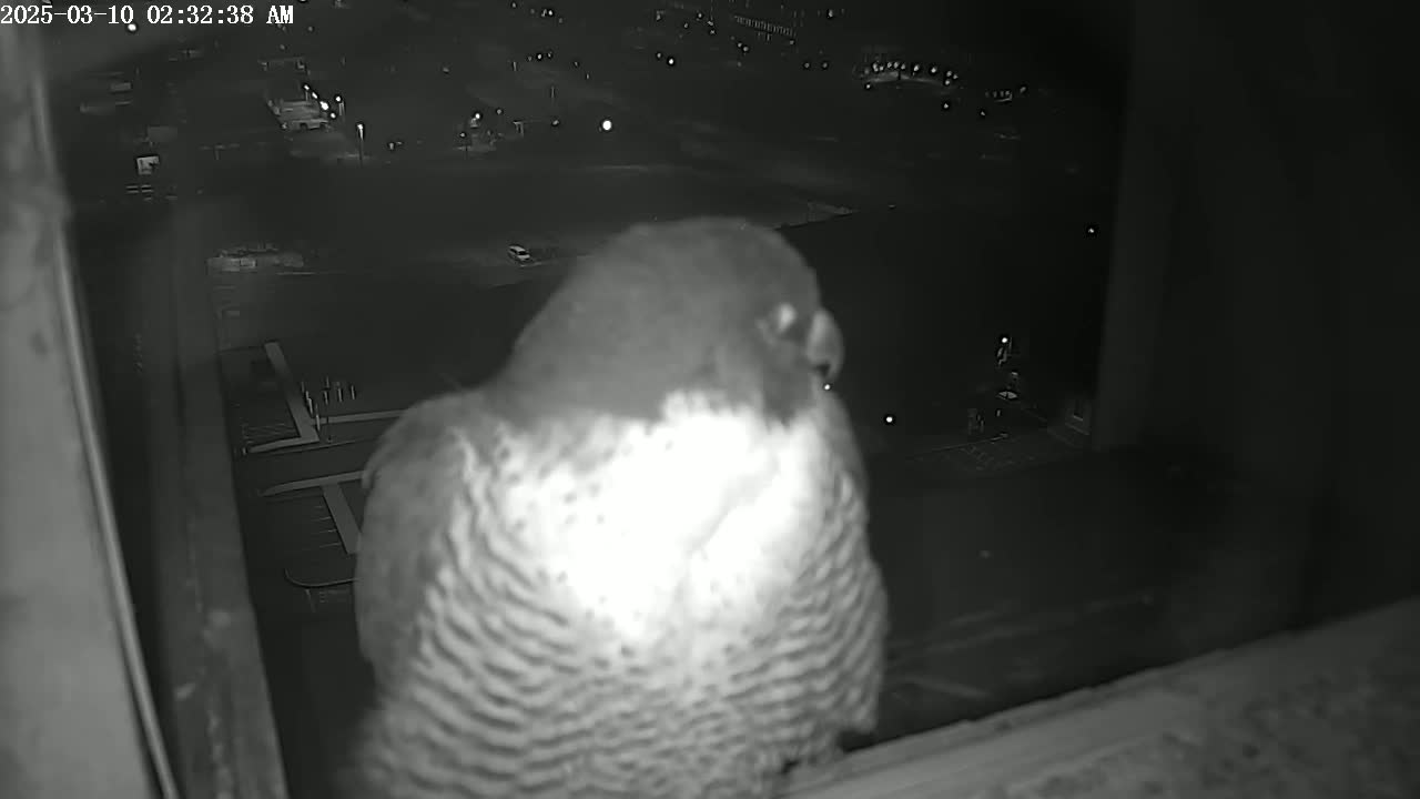A peregrine falcon is perched on a windowsill at night, overlooking a dimly lit parking lot.