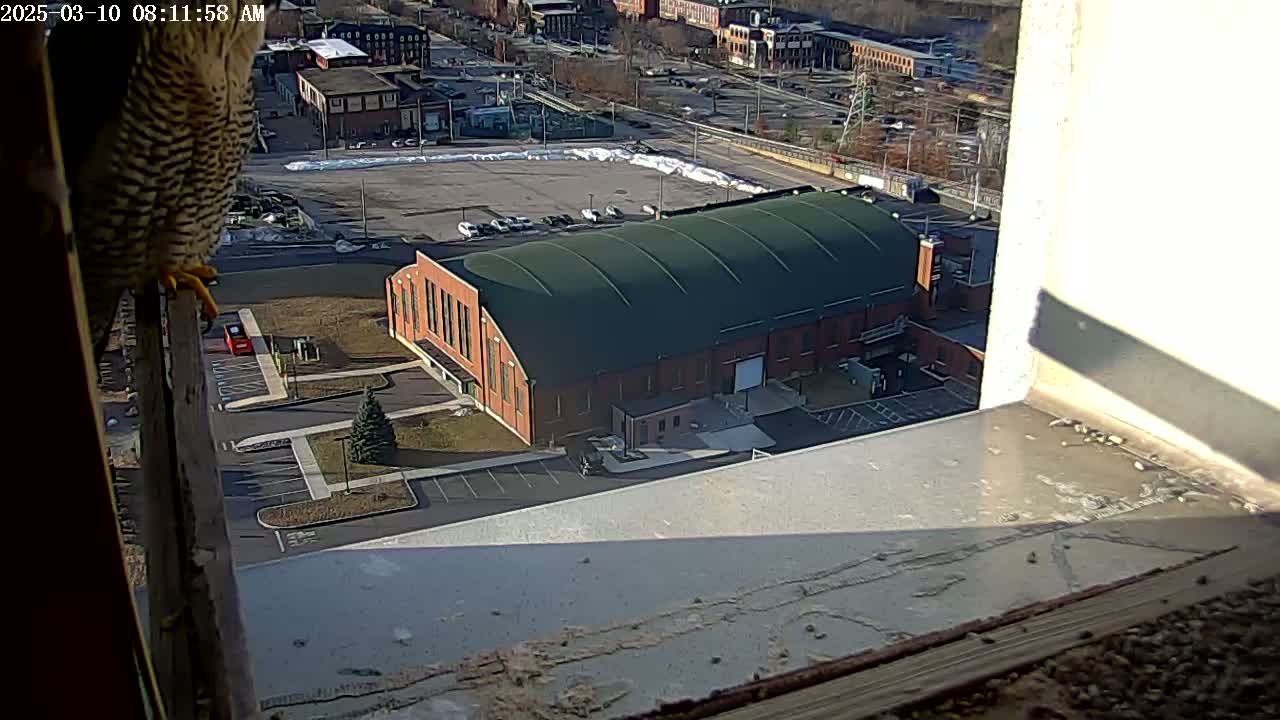 A falcon perches on a window ledge overlooking a brick building with a large green roof, a parking lot, and a snowy area in the distance under a sunny sky.