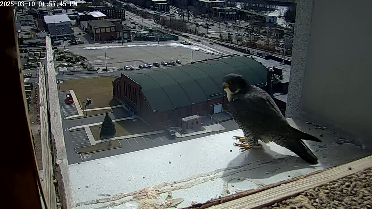 A peregrine falcon perched on a window ledge overlooking a city scene with a large building and a mostly snow-free parking lot under a sunny sky.