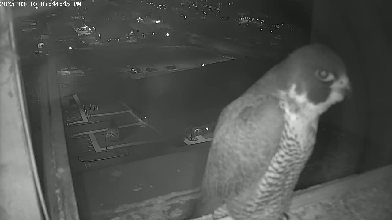 A peregrine falcon is perched on a ledge at night, overlooking a dark parking lot with distant lights.