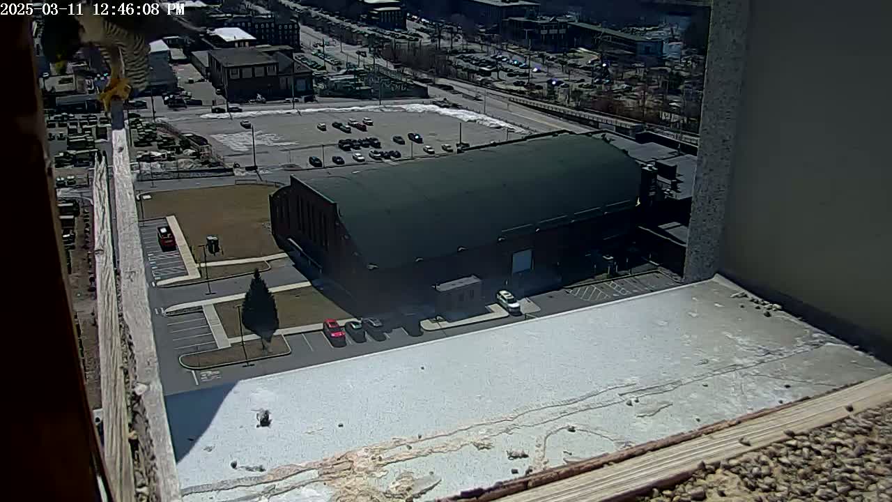 A bird flies past a high-angle view of a large building and parking lot on a sunny day.