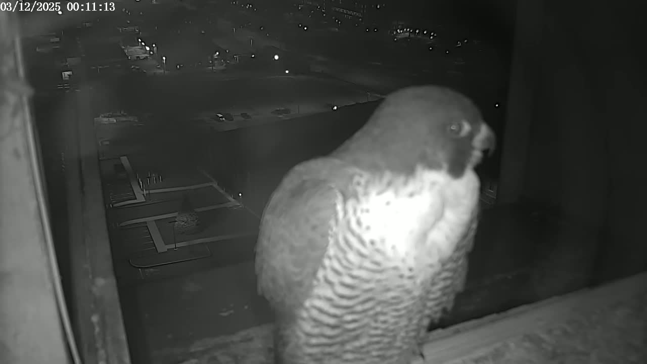 A peregrine falcon is perched on a windowsill at night, overlooking a dimly lit city parking lot.