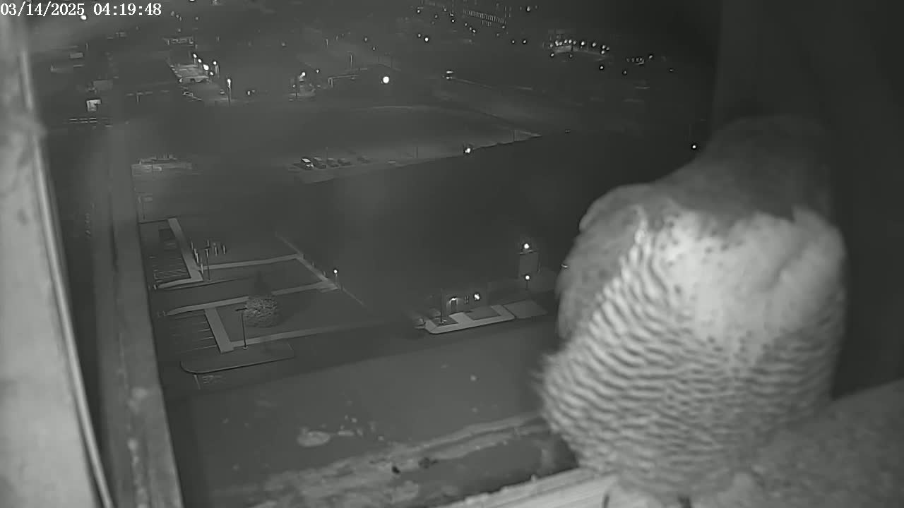An owl sits at a window overlooking a dark, nighttime parking lot and building with scattered lights.