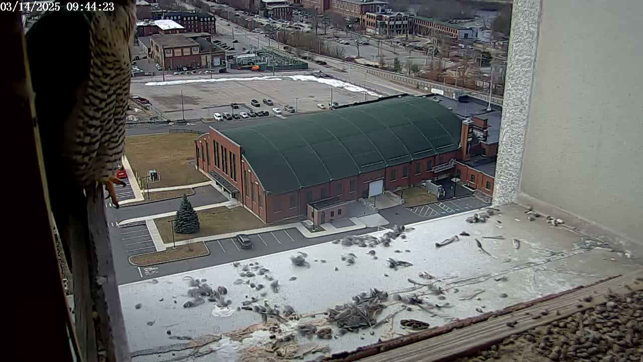 A peregrine falcon perches on a windowsill overlooking a large brick building with a green roof, a snowy parking lot filled with numerous birds below, and a cityscape in the distance on a partly cloudy day.