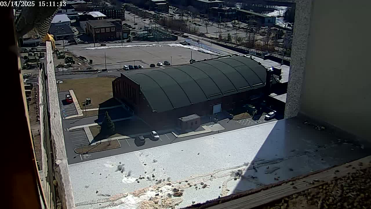A high-angle, outdoor view on a sunny day shows a large brick building with a dark green roof, surrounded by a parking lot and other buildings, with a bird perched on a ledge in the foreground.