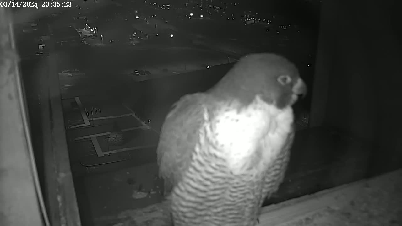 A peregrine falcon is perched on a windowsill at night, overlooking a dimly lit parking lot and buildings.