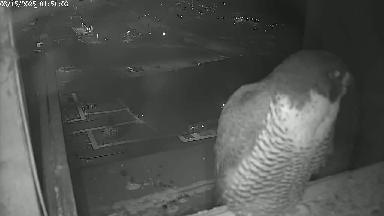 A peregrine falcon is perched on a ledge at night, overlooking a dimly lit parking lot and buildings.